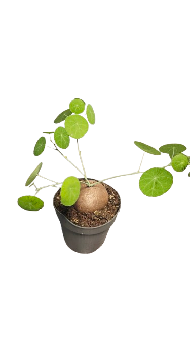 Stephania Erecta