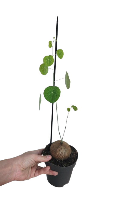Stephania Erecta