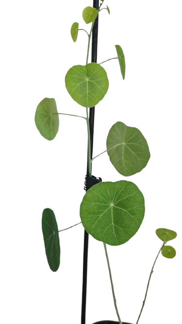 Stephania Erecta