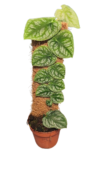 Monstera Dubia