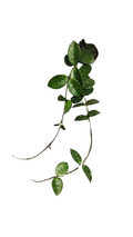 Hoya Mathilde