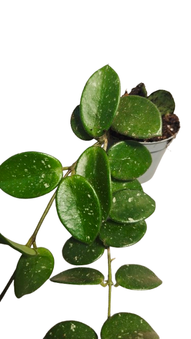 Hoya Mathilde
