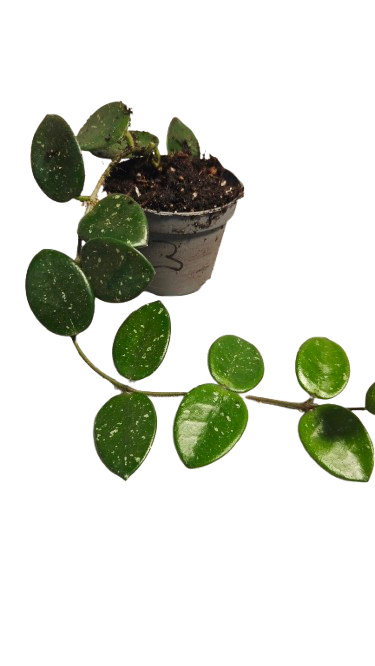 Hoya Mathilde