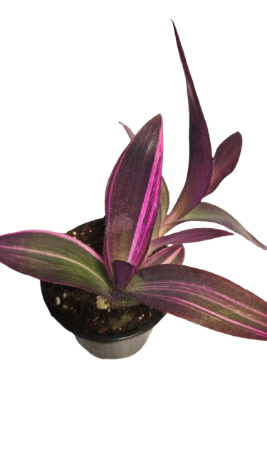 Tradescantia Pallida Variegata