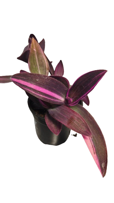 Tradescantia Pallida Variegata