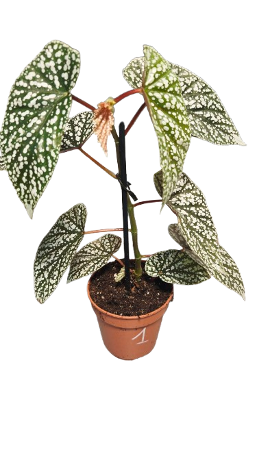 begonia Snowcap