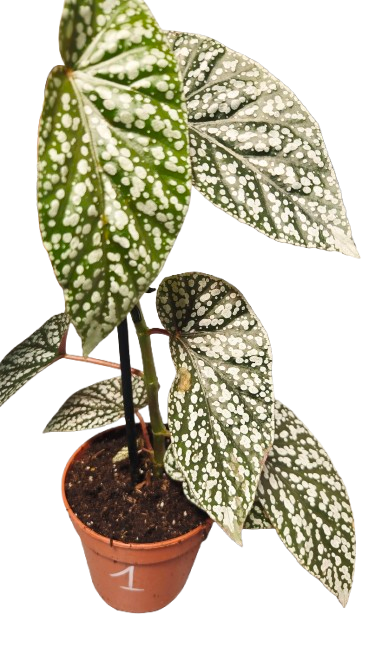 begonia Snowcap