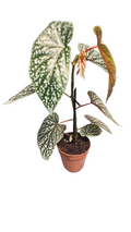 begonia Snowcap