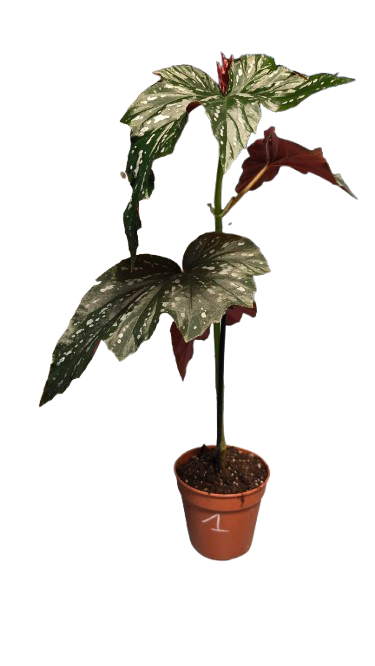 Begonia Platanifolia