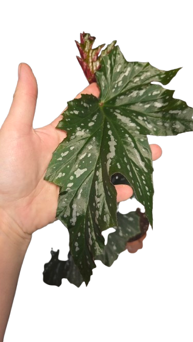 Begonia Platanifolia