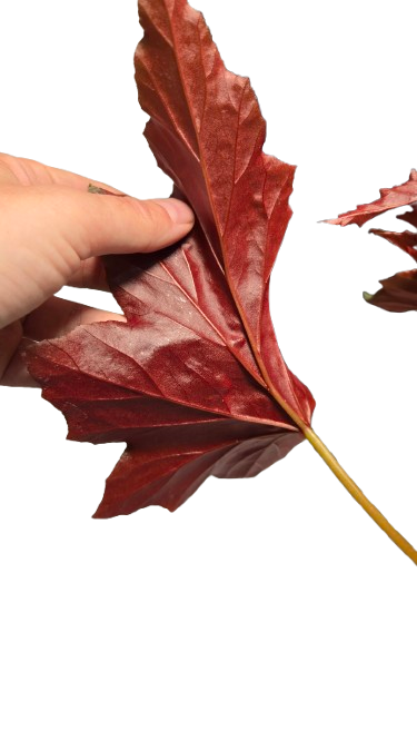 Begonia Platanifolia