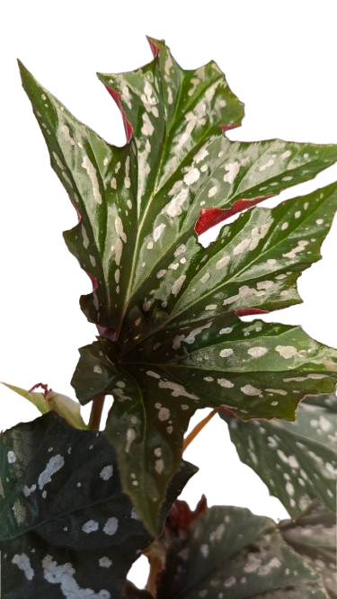 Begonia Platanifolia