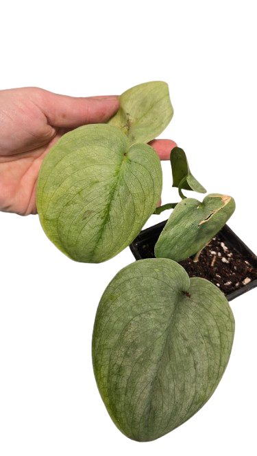 Scindapsus Silver Hero
