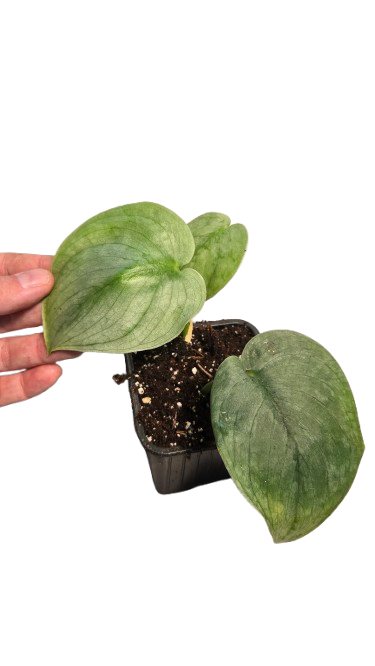 Scindapsus Silver Hero