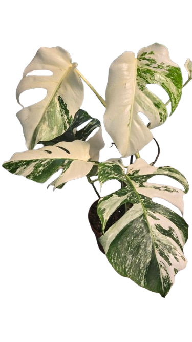 Monstera deliciosa albo variegata