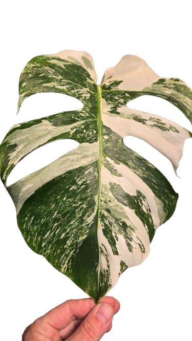 Monstera deliciosa albo variegata