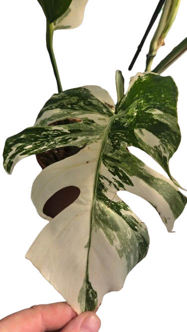 Monstera deliciosa albo variegata