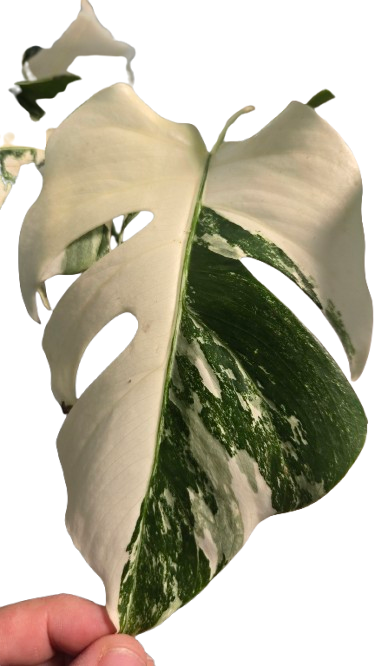 Monstera deliciosa albo variegata