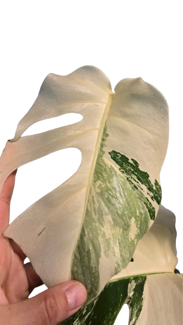 Monstera deliciosa albo variegata