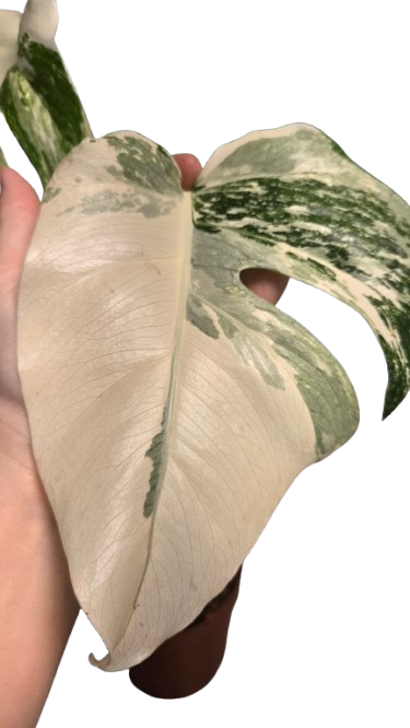 Monstera deliciosa albo variegata