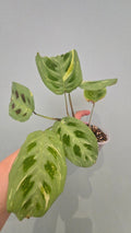 MARANTA KERCHOVEANA VARIEGATA