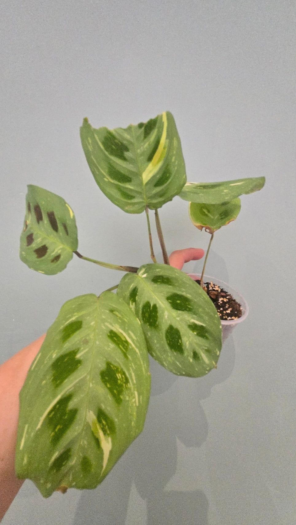 MARANTA KERCHOVEANA VARIEGATA