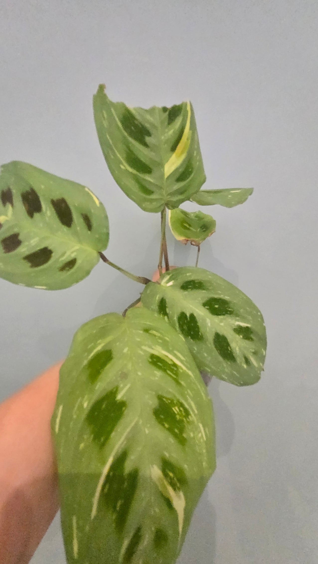 MARANTA KERCHOVEANA VARIEGATA
