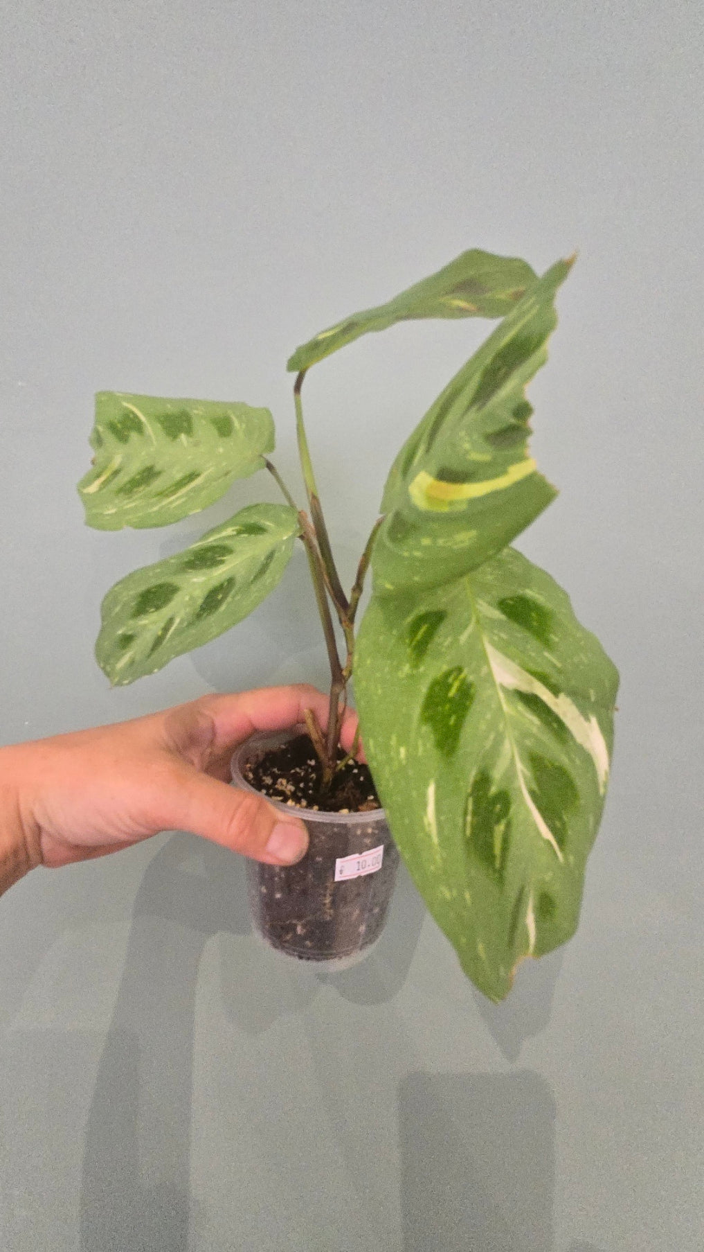 MARANTA KERCHOVEANA VARIEGATA