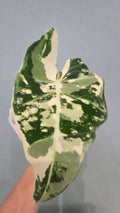 ALOCASIA FRYDEK VARIEGATA