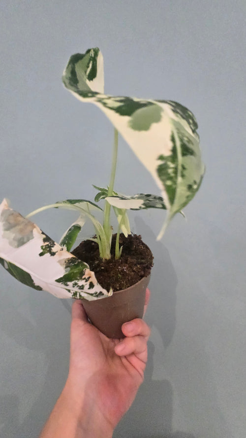 ALOCASIA FRYDEK VARIEGATA
