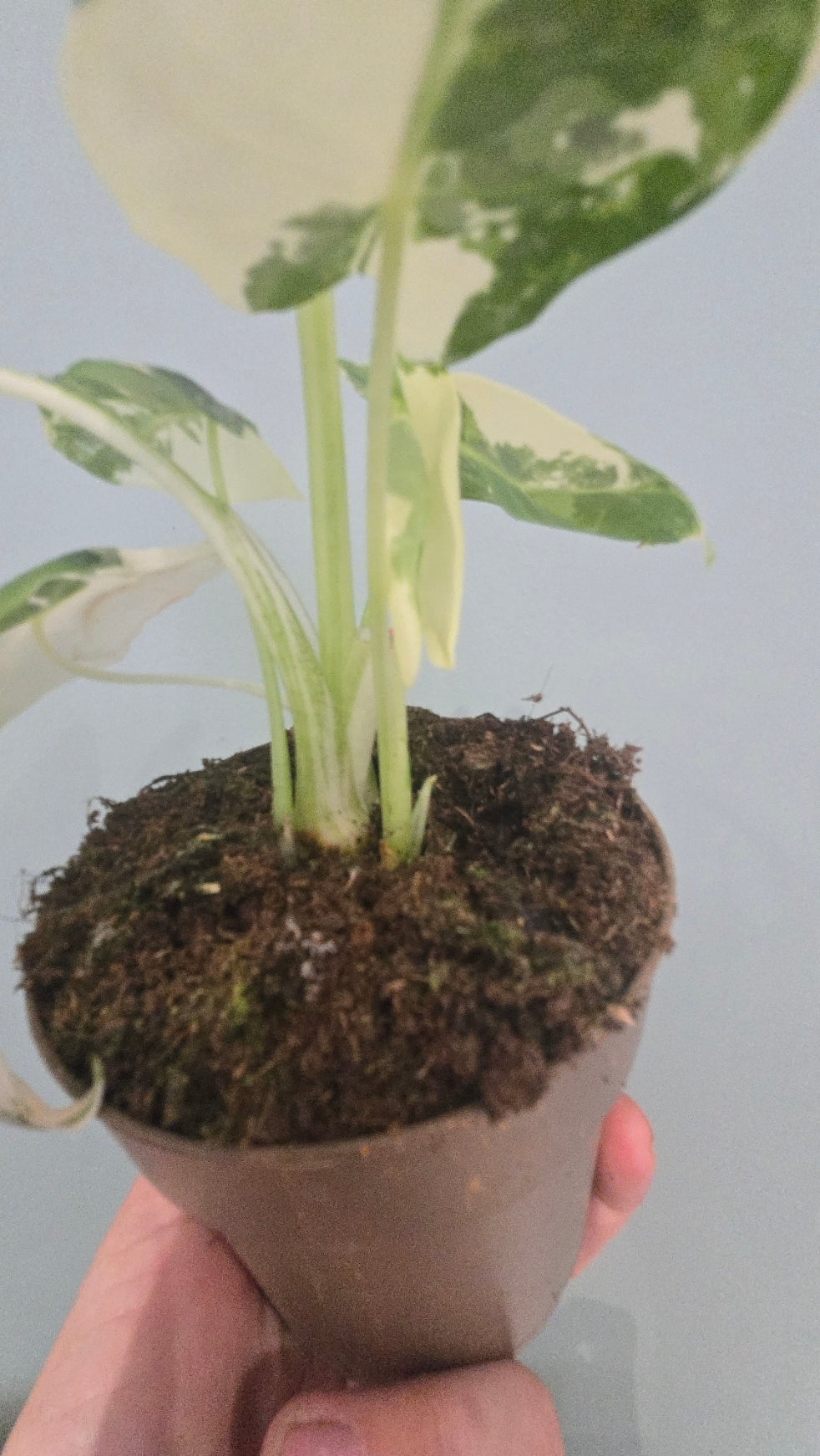 ALOCASIA FRYDEK VARIEGATA
