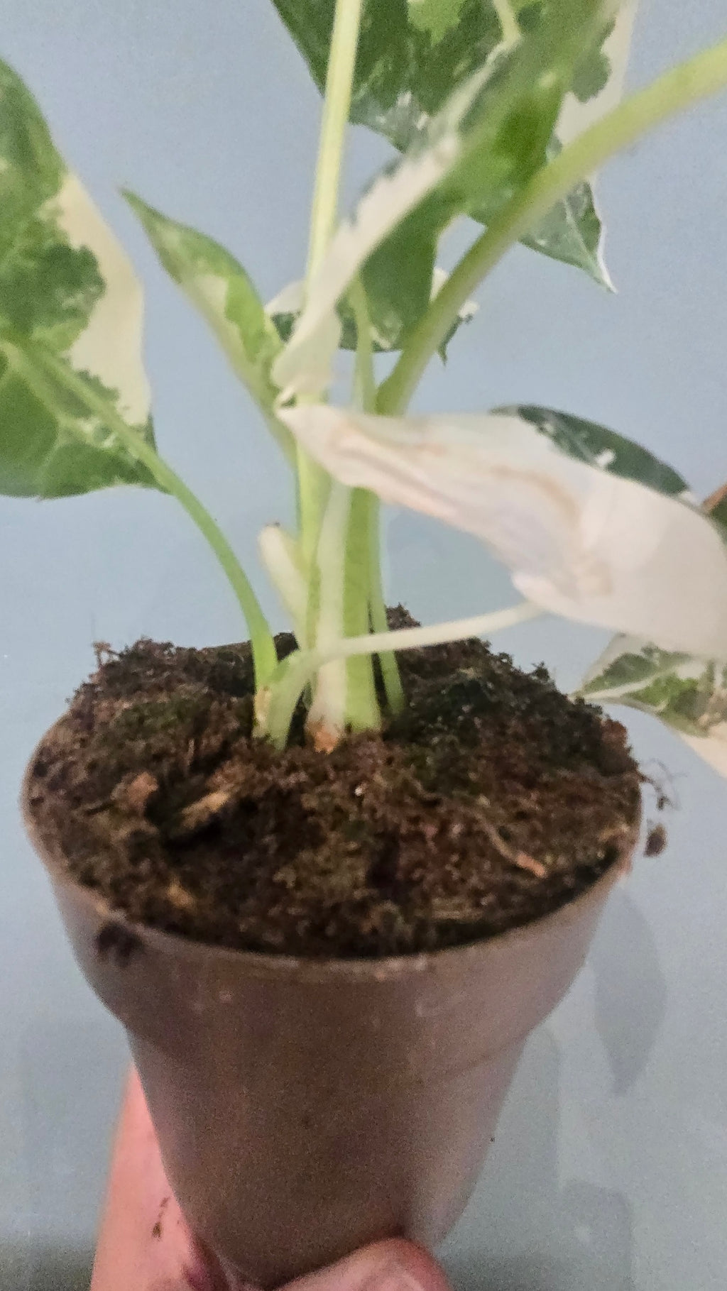 ALOCASIA FRYDEK VARIEGATA