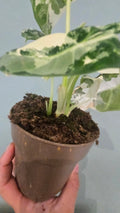 ALOCASIA FRYDEK VARIEGATA