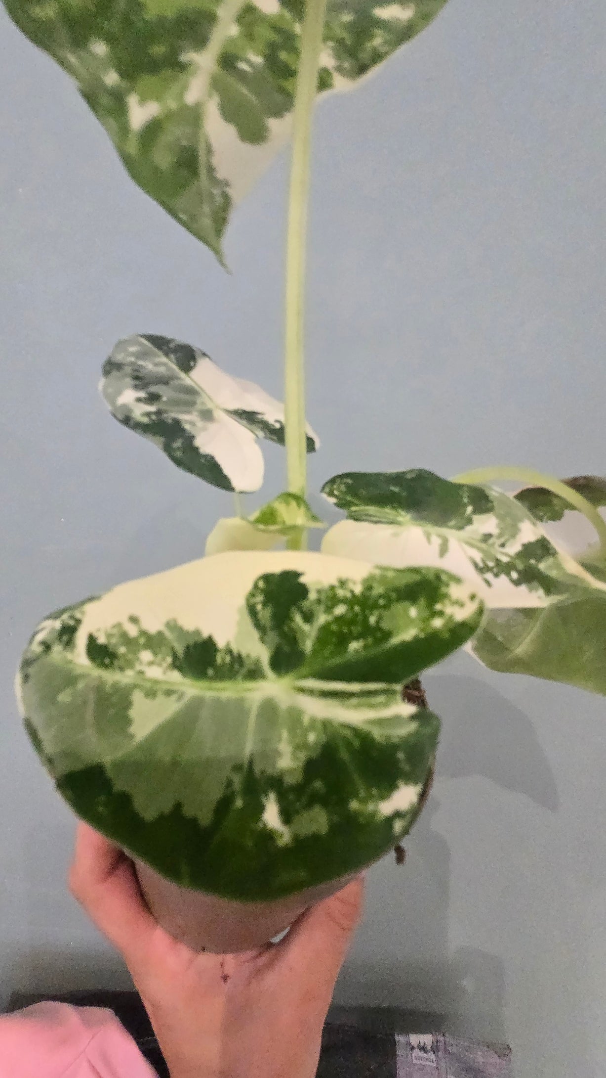 ALOCASIA FRYDEK VARIEGATA