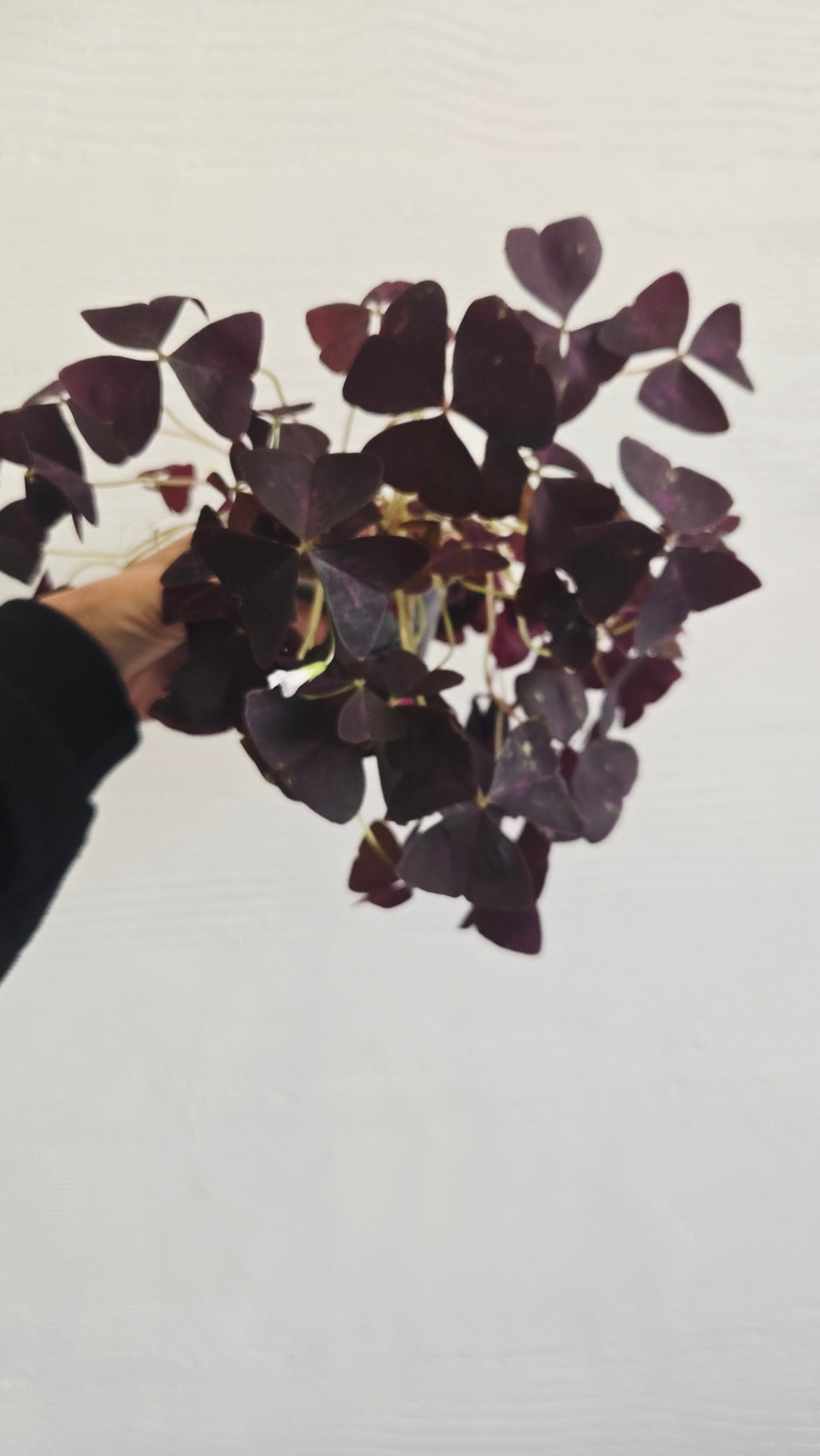 LOT DE 5 OXALIS