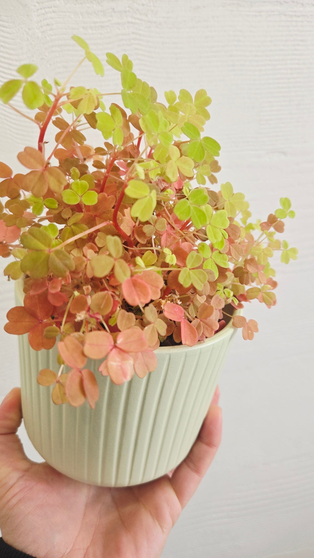 LOT DE 5 OXALIS