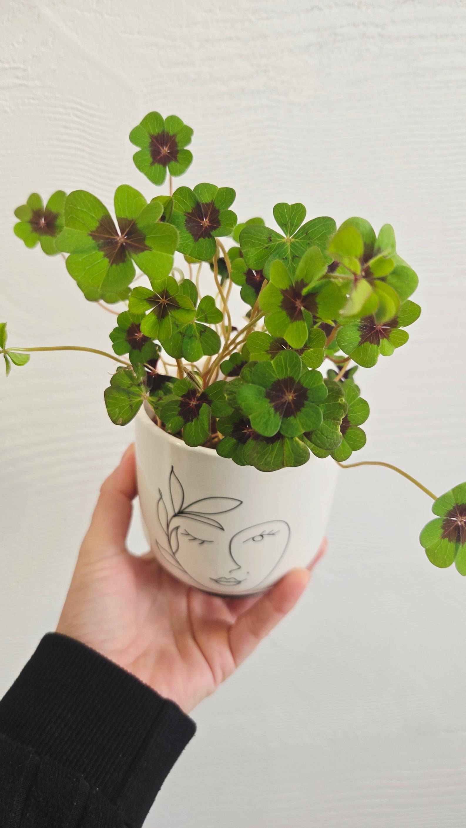 LOT DE 5 OXALIS