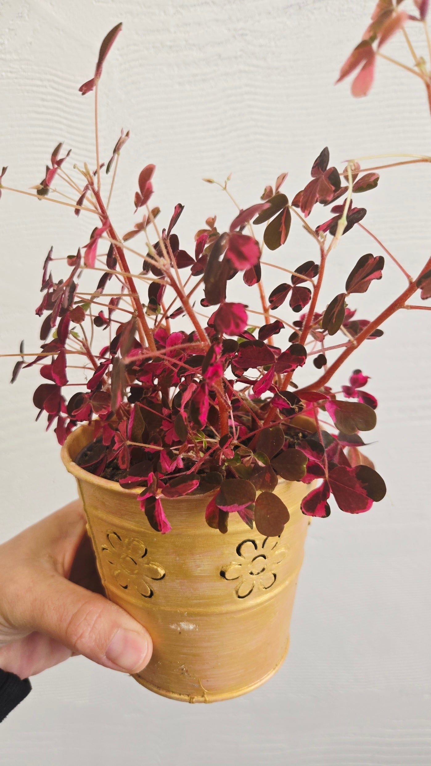 LOT DE 5 OXALIS