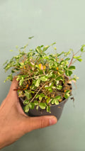 Oxalis Nordlys