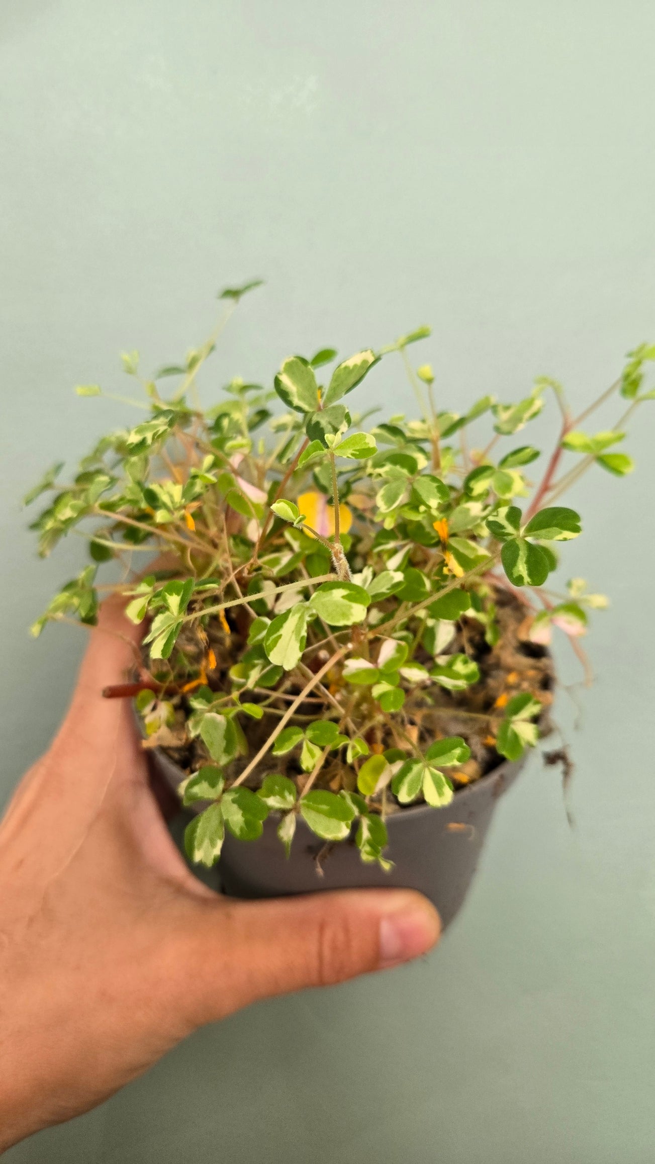 Oxalis Nordlys