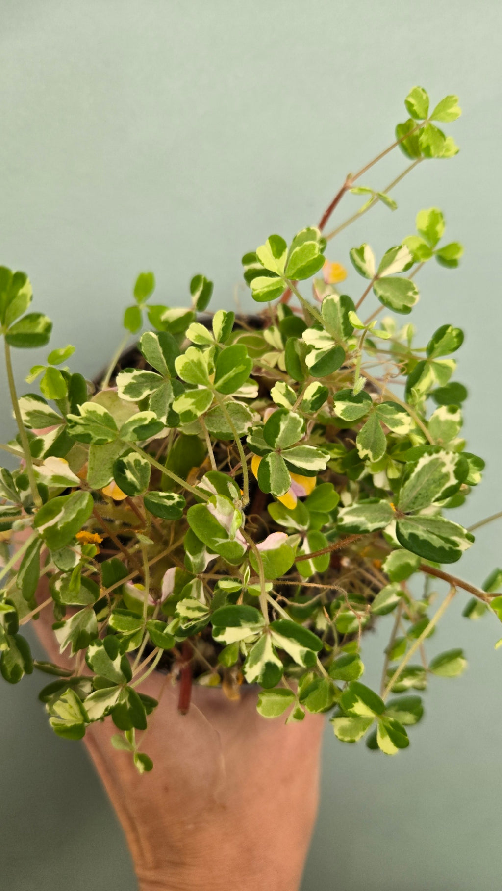 Oxalis Nordlys