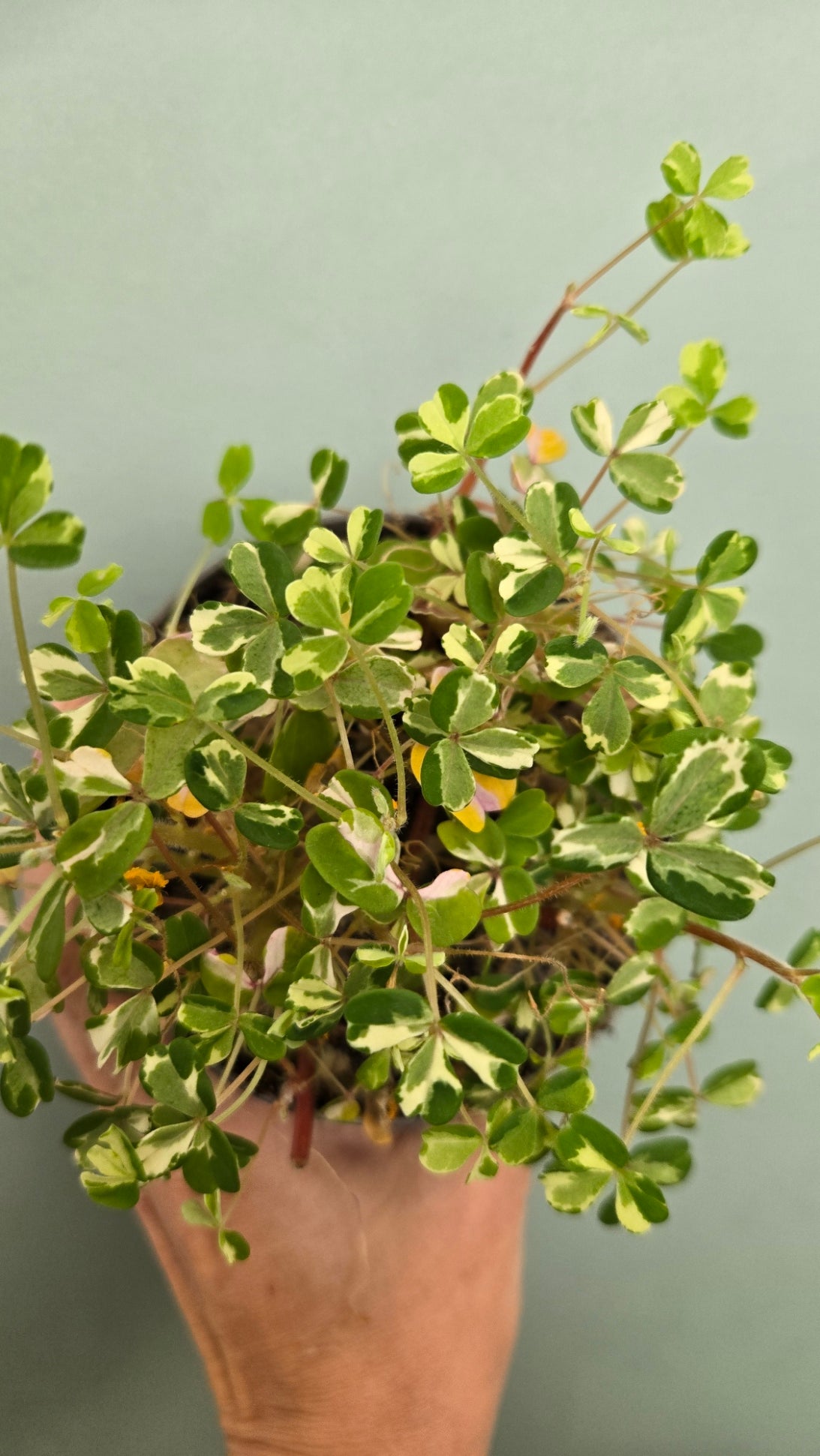 LOT DE 5 OXALIS