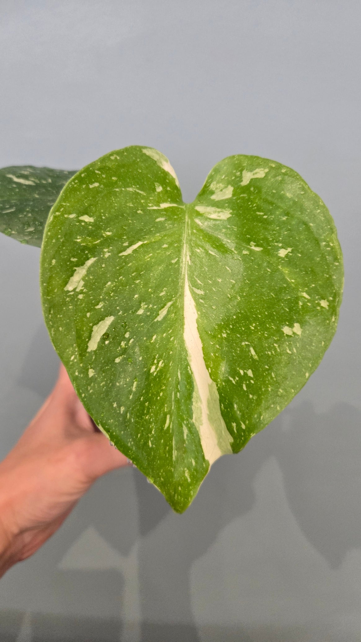 Monstera thai constellation mini