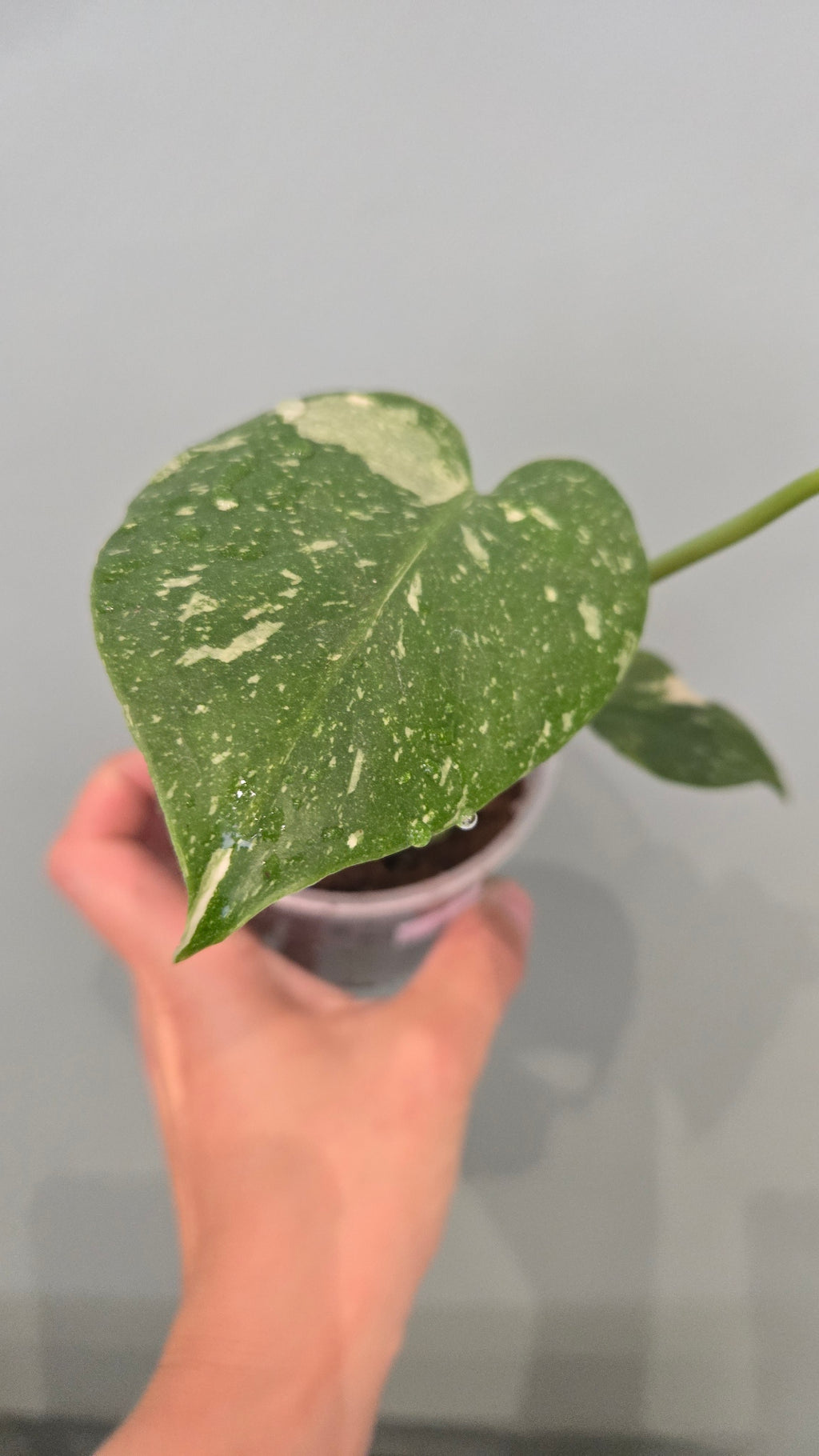 Monstera thai constellation mini