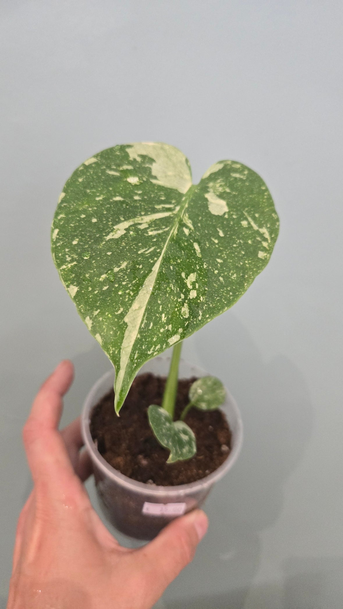 Monstera thai constellation mini
