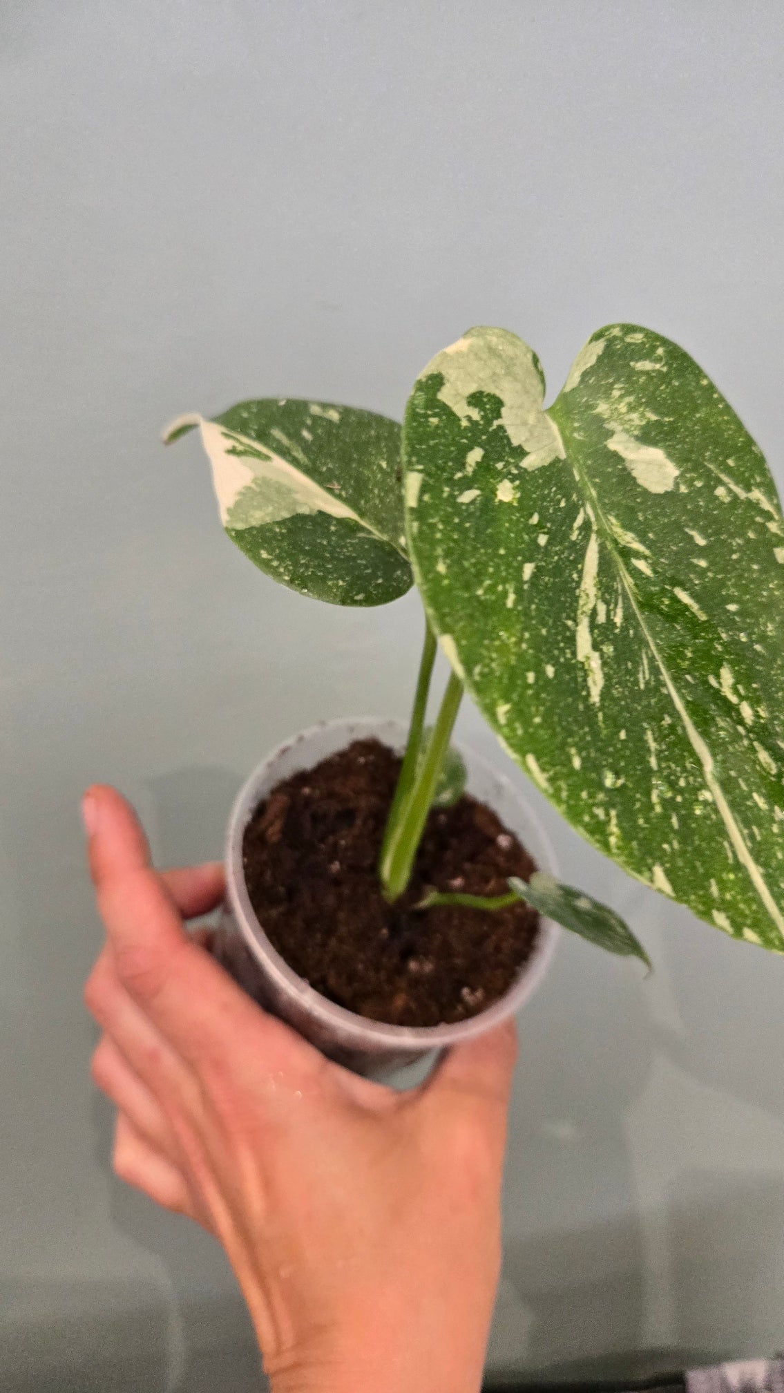 Monstera thai constellation mini