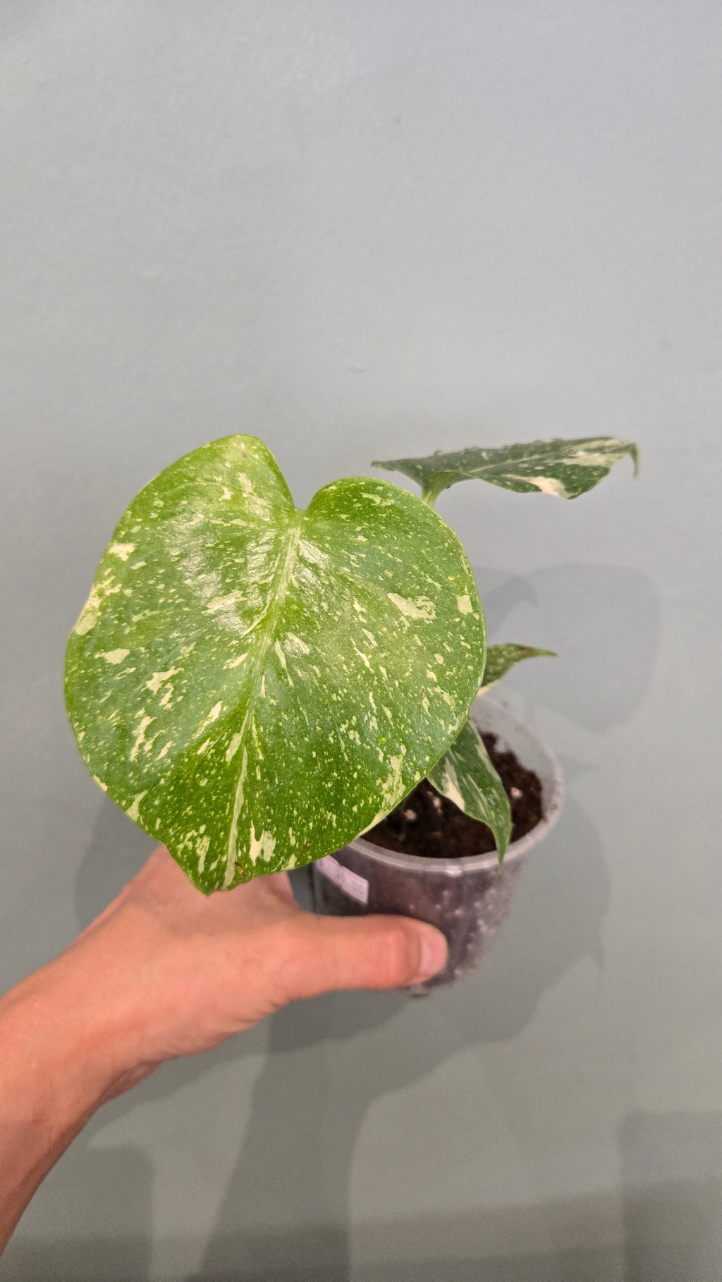 Monstera thai constellation mini