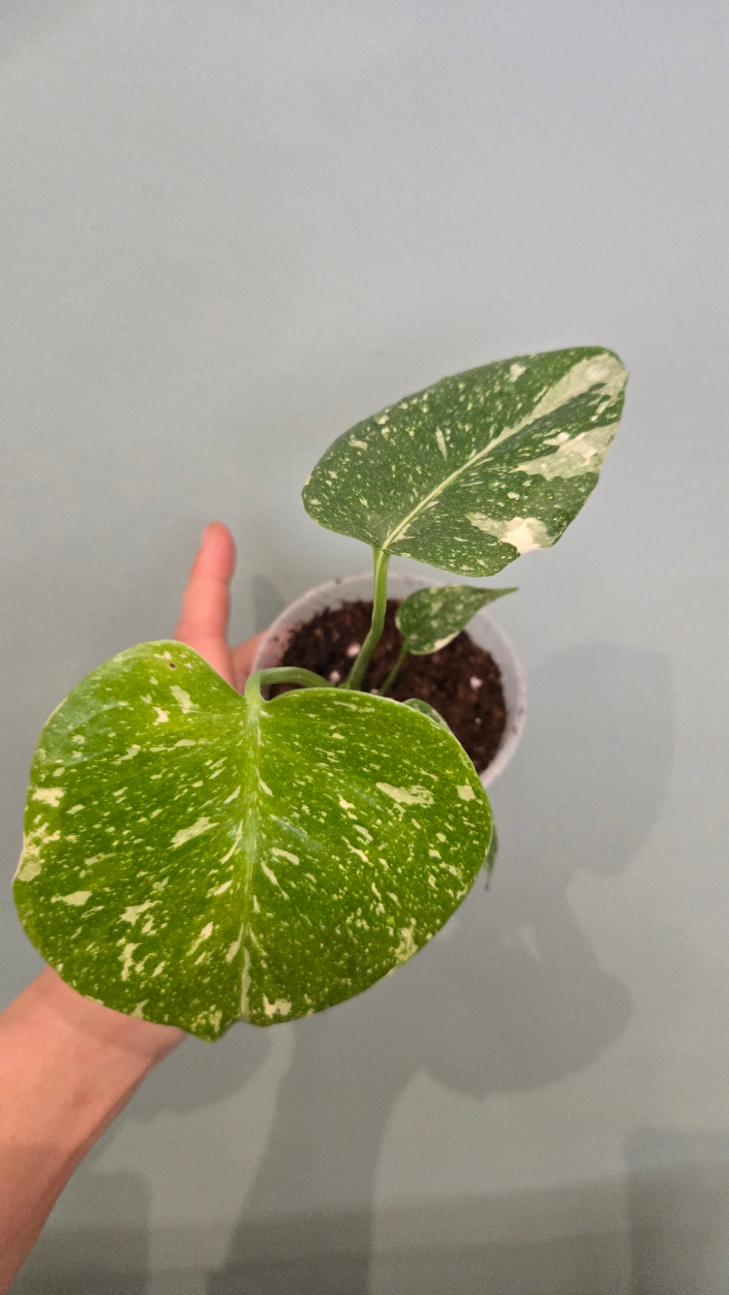 Monstera thai constellation mini