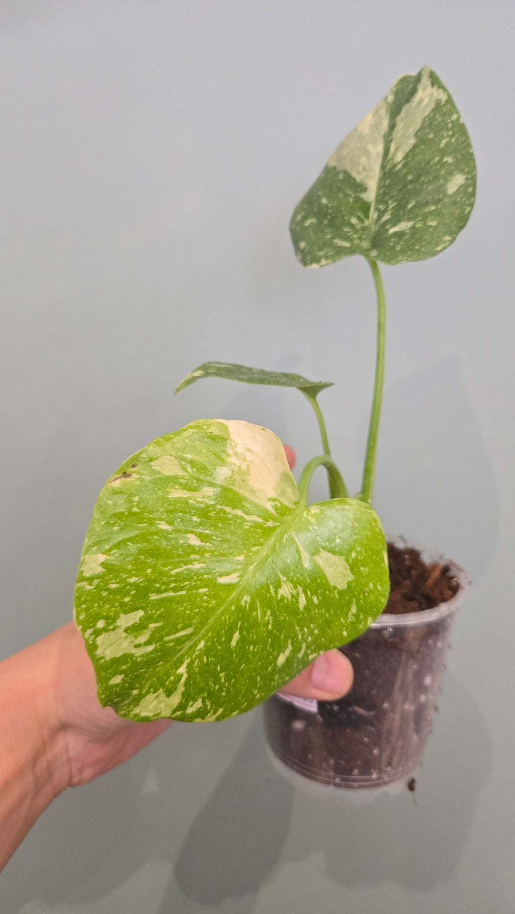 Monstera thai constellation mini