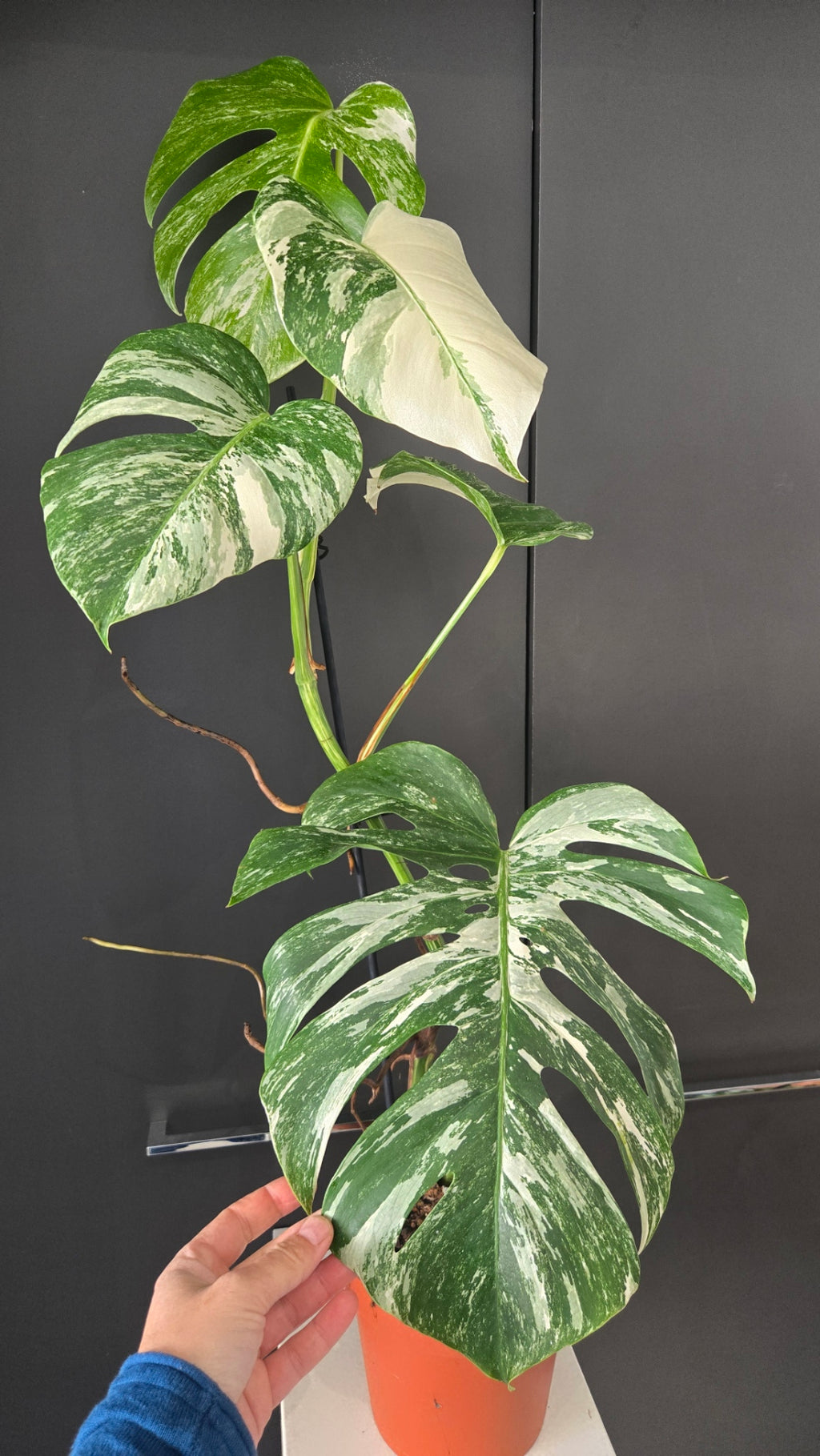 Monstera deliciosa variegata